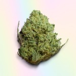 Bubba Skywalker Strain