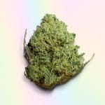 Bubba Skywalker Strain