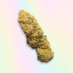 Blueberry Lambsbread Strain