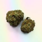 Face Off OG Kush Strain